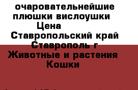  очаровательнейшие  плюшки-вислоушки  › Цена ­ 6 000 - Ставропольский край, Ставрополь г. Животные и растения » Кошки   